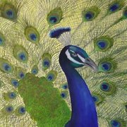 Proudpeacock_card