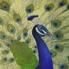 Proudpeacock_thumb