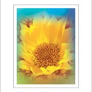 Yellowsplendor8_card