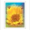 Yellowsplendor8_thumb