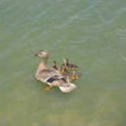 Duckies_card