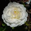 Whiterosemay2008_thumb