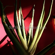 Img_5839_klein_card