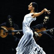 Concentracion_del_funcionamiento_del_flamenco_card