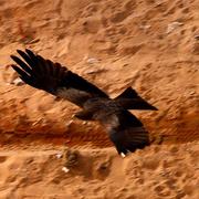 Img_51251__medium__card