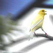 Yellow_bird_card