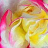 Rose3_92__alexandr_a_little_lab_thumb