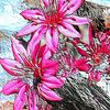 Fiori_blending_thumb