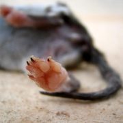 4-doigts_card