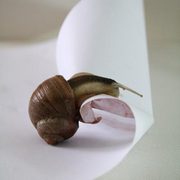 Double-spiral2_card