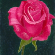 Rose1_card