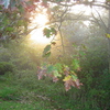 October_oak_thumb