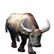Guilin_water_buffalo_art1_card