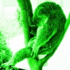 Lazy_koala_dreamworld_07_thumb