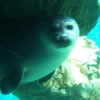 Seal_at_genova_aquarium_thumb