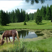 890-equine_prairie_card