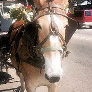 New_orleans_card