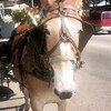 New_orleans_thumb