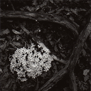 Boscocitta_fiori_rami_card