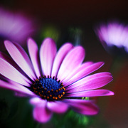 2468747000_81ac025a39_o_card