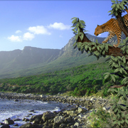 900-jungle_meets_coastline_card