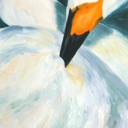 Swan_card