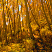 Aspens_5_copy_card