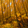 Aspens_5_copy_thumb