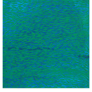 Blue_-_i_card
