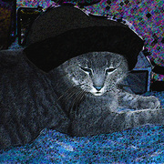 Catinthehat_card