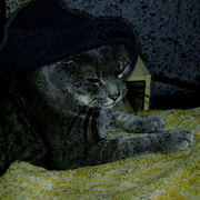 Catinthehattoo_card