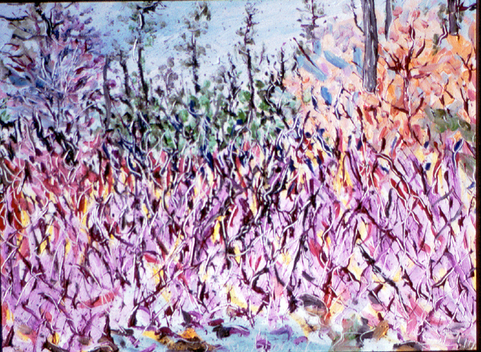 Scrub-pine-forest_card
