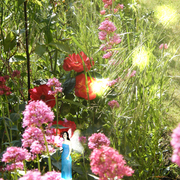 Fox_in_the_flowers_card