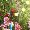 Fox_in_the_flowers_thumb