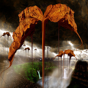 Olhares455_card