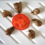 Avant_l_ovulation_card