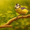 Bluetit_thumb