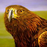 Golden-eagle-portrait_card