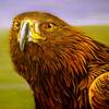 Golden-eagle-portrait_thumb