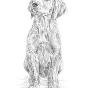 Golden_retriever_pup_card