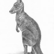 Kanga_300_scan_card