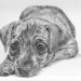 Min-pin_puppy_2