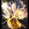 Even_the_most_delicate_flower_has_a_temper_thumb