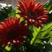 Fa640_1421_card