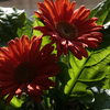 Fa640_1421_thumb