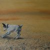 Dog_digging_07_thumb