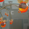 Simmondsia_vitra_thumb