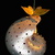 Butterfly_tiny_square