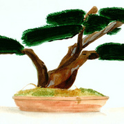Bonsai_card