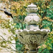 Best_fly_away_pigeon_and_fountain_copyrighted_card
